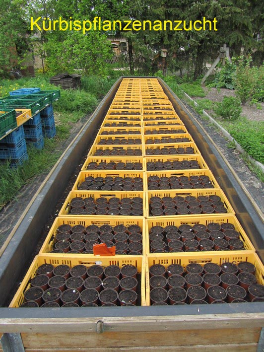 001Krbispflanzenanzucht