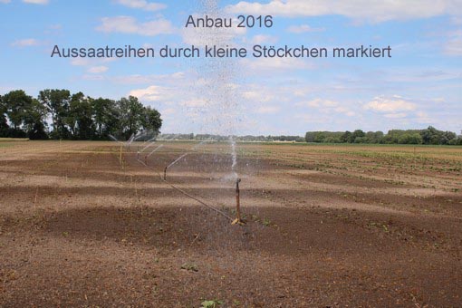 Anbau 2016 01