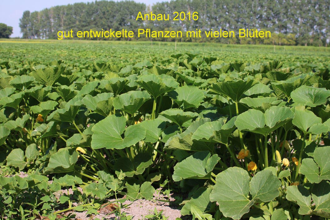 Anbau 2016 10