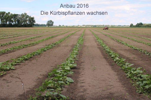 Anbau 2016 4