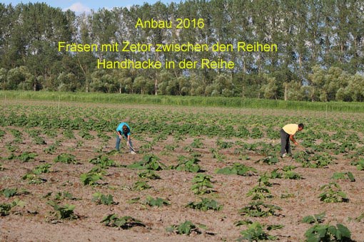 Anbau 2016 6