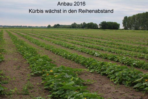 Anbau 2016 7
