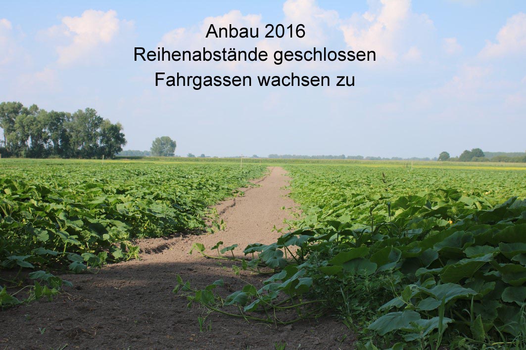 Anbau 2016 8