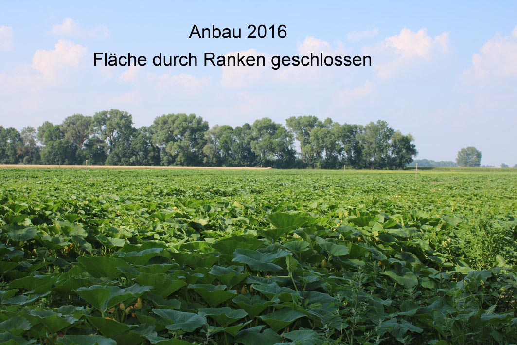 Anbau 2016 9