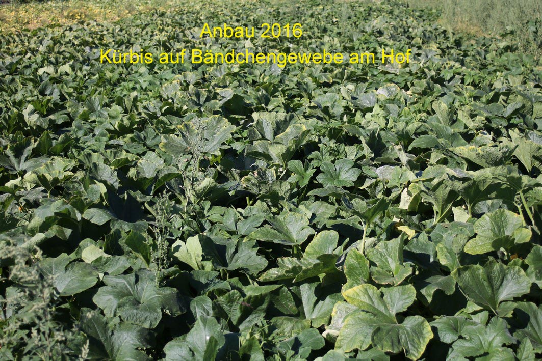 Anbau 2016 auf Bndchengewebe